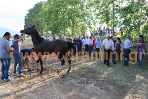 ippodromies doxatou 2